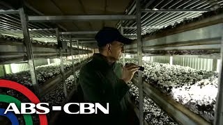 TV Patrol Wala pang job order para sa mushroom pickers sa Canada [upl. by Modestine]