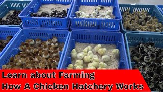 Tour How a Hatchery Works [upl. by Cloe]