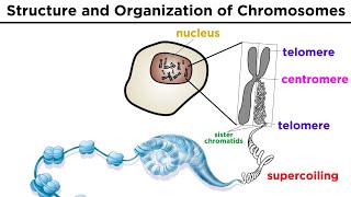 Chromosome Structure and Organization [upl. by Annehs590]