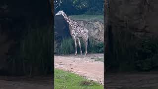 Kilimanjaro safari at Animal Kingdom [upl. by Guerin61]