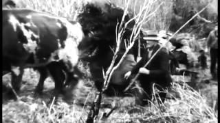 Bullocks at work in Leith Valley Dunedin 1939 [upl. by Icyak]