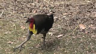 Australian Brushturkey 24 [upl. by Cathyleen]