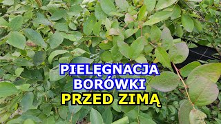 Borówki PRZED ZIMĄ  Ważna Pielęgnacja  Czy coś jeszcze trzeba robić Oprysk Nawożenie Okrywanie [upl. by Ener]