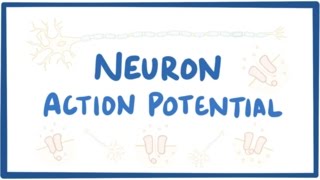 Neuron action potential  physiology [upl. by Nerrad]