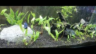 carpintis cichlids in the planted 150 [upl. by Covell]