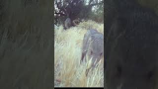 Javelina parade javelina wildlife trailcam [upl. by Araem96]