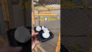 Day 08  Budgies Food for Breeding 🥰😍 budgieslife budgiesparakeet budgiesbreeding smallbirds [upl. by Aimil]