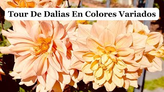 TOUR En Un JARDÍN🪴Lleno De DALIAS NATURALES 🌼 De COLORES VARIADOS I Septiembre 2024🏪 [upl. by Annayad]