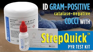 StrepQuick™ PYR Test Kit for rapid Group A Strep Identification [upl. by Laughry]