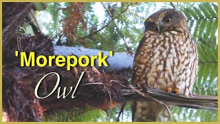 Beautiful New Zealand OWL the MOREPORK or RURU [upl. by Wayolle]