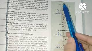 Phospholipid synthesis Lippincott made easy with concepts 👍 [upl. by Taimi]