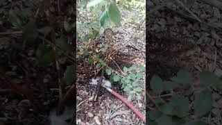 Irrigating with rain water rainwaterharvesting foodforest offgridliving [upl. by Hashimoto184]