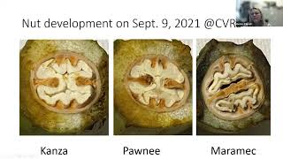 OSU Extension Pecan Topics for September [upl. by Alley522]