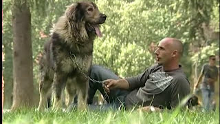 Giant Shepherd Dogs Parade Qen stani Deltari Ilir [upl. by Ymerej883]