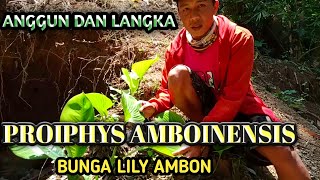 Anggun dan langka tanaman proiphys amboinensisbunga lily ambon [upl. by Idnor861]