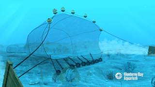 How Seafood is Caught Bottom Trawling [upl. by Naitsirk]