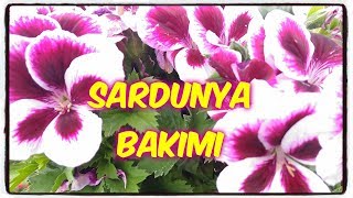 SARDUNYA BAKIMI Geranium sanguineum [upl. by Rehtnug]