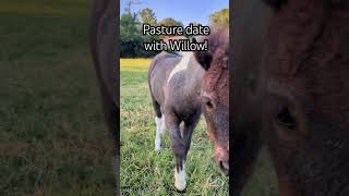 Its time for a pasture party with Willow the mini horse She is so much fun from spins to gallops [upl. by Irtimid332]