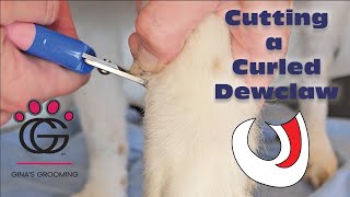 Cutting a Curled Dewclaw using basic tools with Bamba the Doodle Includes visual walkthrough [upl. by Uile]