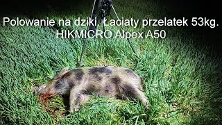 33 Wiosenny dzik na rozkładzie  łaciaty przelatek 53kg HIKMICRO Alpex A50  XHog 940nm [upl. by Nodnas83]