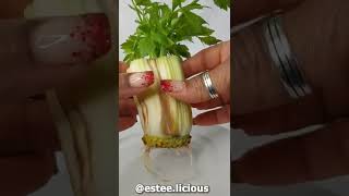 How to easily regrow celery from storebought celery with just water  Dont bin it regrow it [upl. by Ilrebmyk]