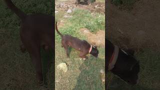 Black pitbul Kaaloo masti time shorts doglover shortsviral minivlog [upl. by Etnomed]