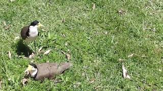 PLOVER BABIES and WILD DUCK BABIES  TWEED VALLEY AUSTRALIA [upl. by Tuppeny757]