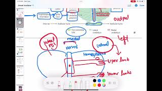 Cerebellum anatomy and physiology neurology 35  First Aid USMLE Step 1 in UrduHindi [upl. by Lattie543]