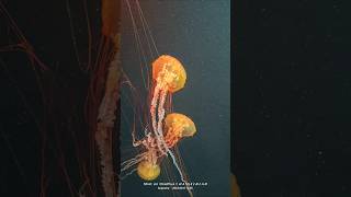 Sea Aquarium  Physalia Jelly Fish singaporetrip seaaquariumsingapore [upl. by Daveda351]