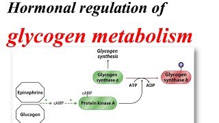 Glycogen metabolism regulation [upl. by Ykcaj]