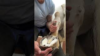 16 years in and each hoof is just as satisfying as the last😂🐴 shorts asmr horse satisfying [upl. by Eirok]