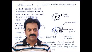 First Year  Chapter 12  Nutrition  Part 8  Nutrition in Amoeba [upl. by Ahseekan955]