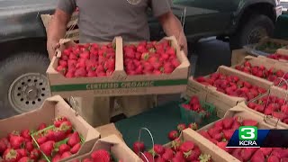 Watsonville Strawberry Festival takes place this weekend [upl. by Zetnauq880]