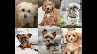 Hypoallergenic dogs انواع كلاب غير مسببة لحساسية الكلاب [upl. by Ellerd]