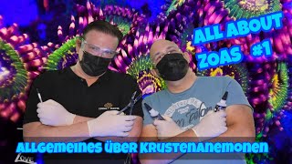 💦ALL ABOUT ZOAS💦Folge1💦Allgemeines über Krustenanemonen💦 [upl. by Kerianne443]