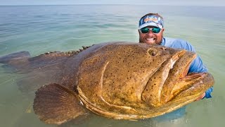 Goliath Grouper Quickie  Uncut Angling  February 18 2015 [upl. by Nyladam]