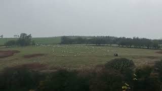 Sheep being herded [upl. by Ettevi]