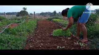 Plantando mudas de Alface Crespa [upl. by Hummel939]