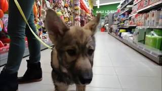 Tamaskan Puppy at the Pet Store [upl. by Ifok860]