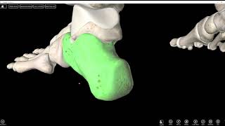 Tarsals Metatarsals and Phalanges [upl. by Rosol]