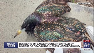 Eagle Mountain residents baffled by dozens of dead birds falling from neighborhood trees [upl. by Niletak429]