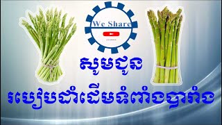 How to plant Asparagus in Cambodiaរបៀបដាំទំពាំងបារាំងរបស់កសិករនៅប្រទេសកម្ពុជា [upl. by Aileme660]