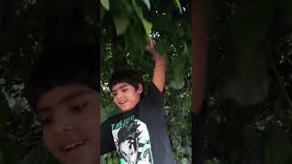 ENCONTRÉ UNA FRUTA EXÓTICA MACLURA POMIFERA shortsvideo shortvideo shorts short [upl. by Ashjian]