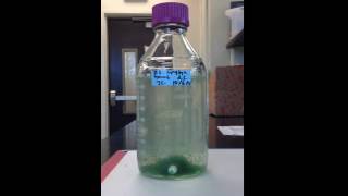 Timelapse of Algae Settling [upl. by Rozamond]