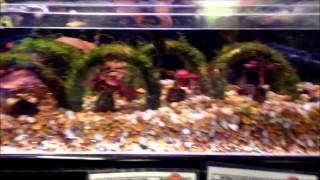 BampB Pet Stop  Freshwater Fish tour March 1 2013 [upl. by Helsell]