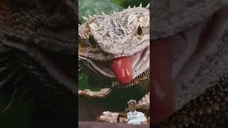 KWA Pocket Guide Page 7  The Bearded Dragon Pogona [upl. by Lieberman411]