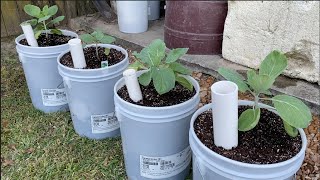 Wicking Bucket Containers  Budget Built for patio container gardening [upl. by Myrvyn]