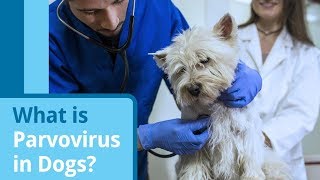 Parvovirus in Dogs Causes Symptoms and Treatment Options [upl. by Ehrenberg]