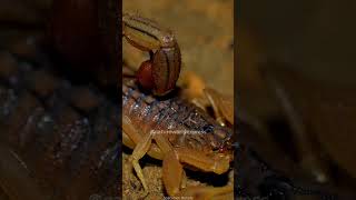 A Deadly Neighbor  The Indian Red Scorpion [upl. by Ttezil]