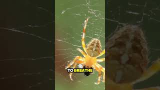 Amazing Spider Facts That Will Blow Your Mind [upl. by Scutt]